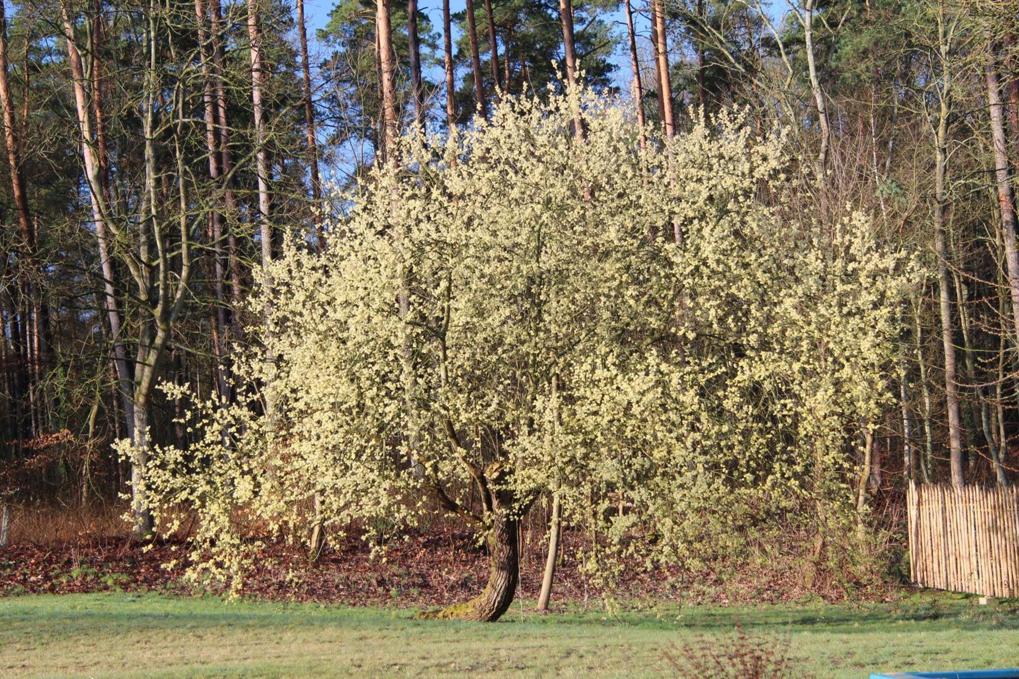 Ferien In Troja Villa Lärz Exterior photo